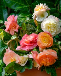 Begonia Pastel Compacta Mix